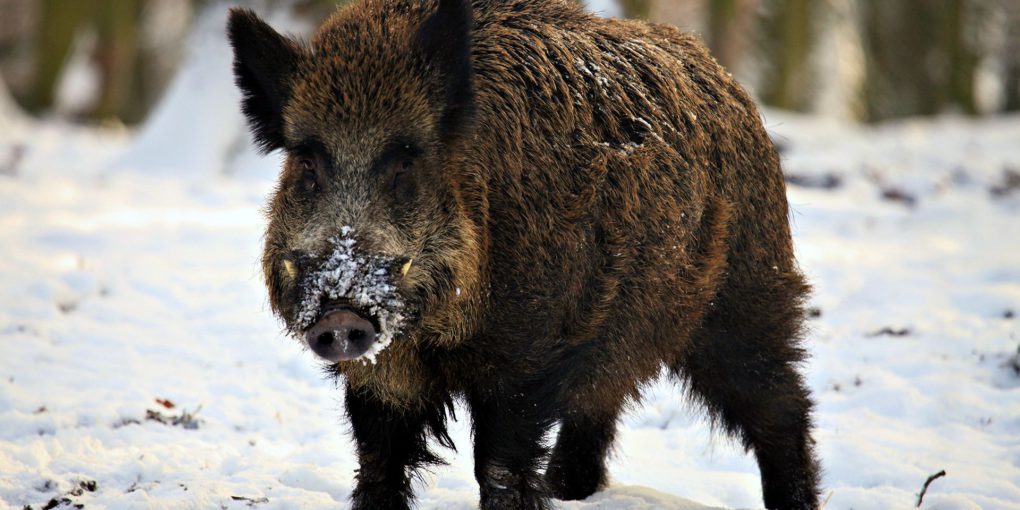 1369494134_247616-sepik