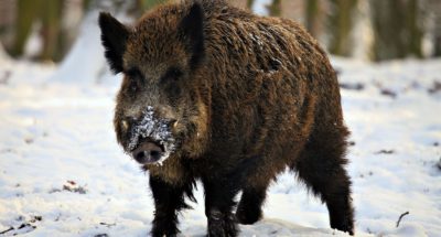 1369494134_247616-sepik