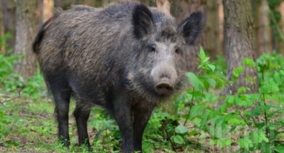 wild-boar