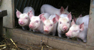 Пищевая анемия у свиней