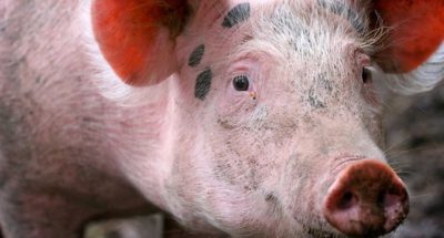 file37431447_dd096b48