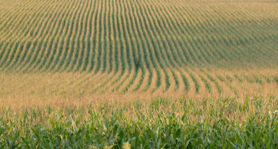 новина-18-фітосанітарний-стан