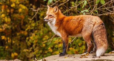 21432846_1406583509419329_5538494273269140228_n