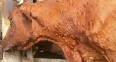 bc447f9e57b77724e2a33e4986369485_w600_h391