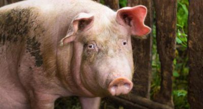 domashnya-svinya-de-zhive_352