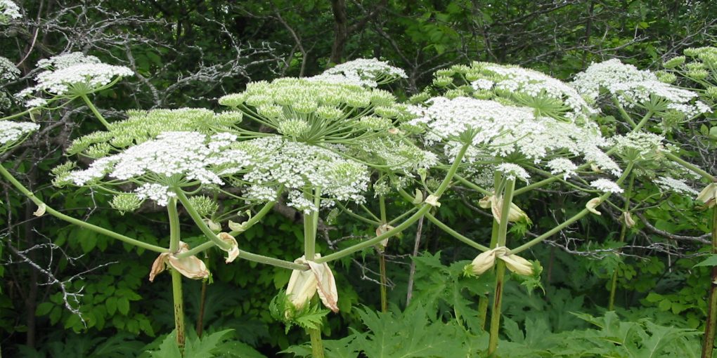 38c54da0-6cc2-4738-84b4-609211013523borschivnuk