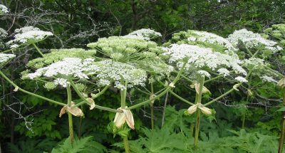 38c54da0-6cc2-4738-84b4-609211013523borschivnuk