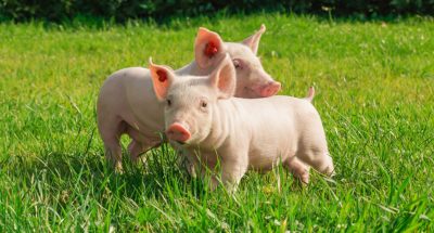 cattle_pigs_and_poultry
