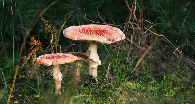 amanita-2822422_960_720