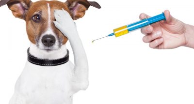 dog vaccination with a big blue Syringe