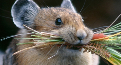 Безымянный