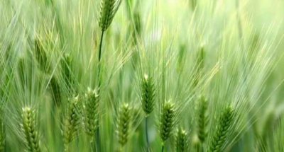 Безымянный