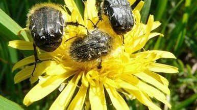 Безымянный