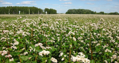 Гречка-фото