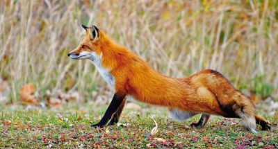 u_vasylkovi_vyiavleno_skaz