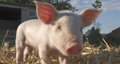 Domestic Pig, piglet