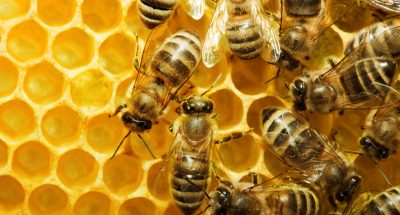 Macro of working bee on honeycells.