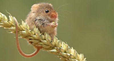 myshka-zerno-priroda-1