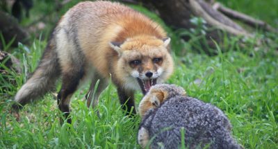 889921_072815-wtvd-rabid-fox-img