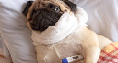 87626305_561795711211714_1017399356384346112_n