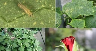 трипс - копия