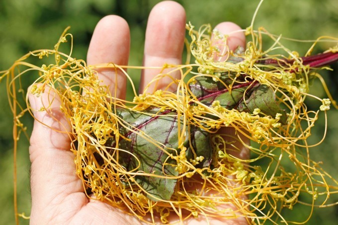 df471461474fc947fa5d8607c91dd697_h453