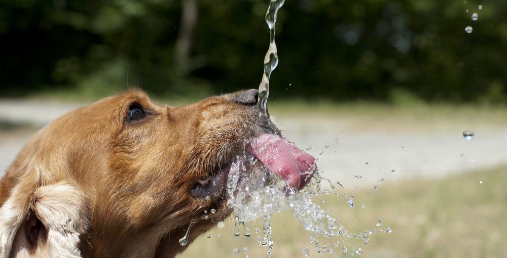 English cocker spaniel dog while drinking water