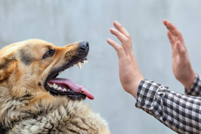 A male German shepherd bites a man by the hand.