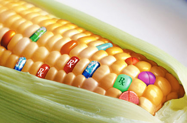 780-GMO-corn