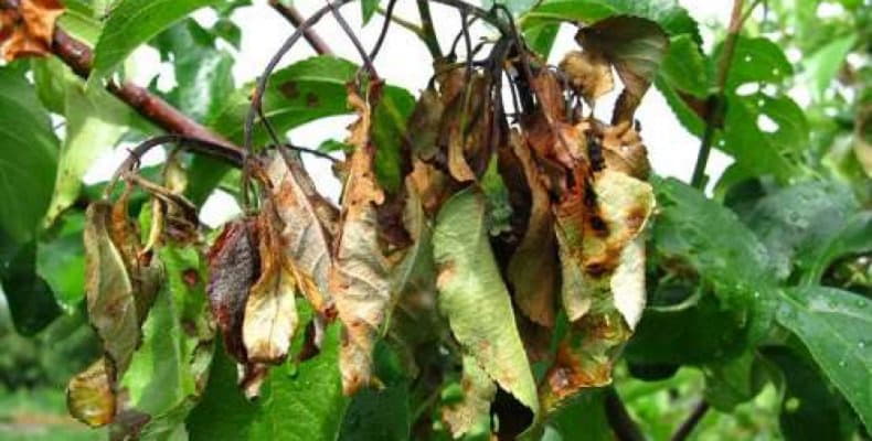 bakterialnij-ozhog-plodovih-derevev-meri-borbi