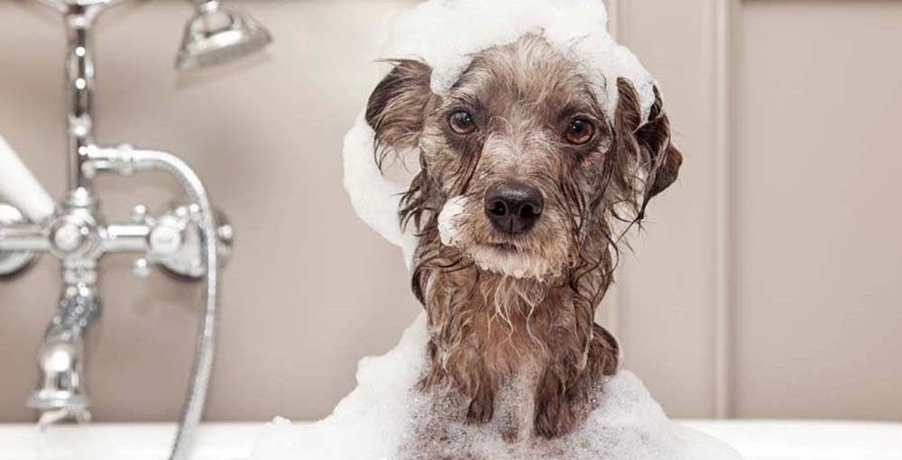 shampoo-dog