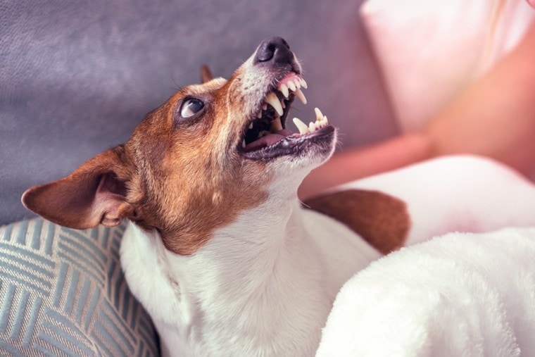 jack-russell-terrier-angry_Bonsales_Shutterstock-760x507