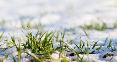 green-grass-sprouts-through-snow-sunny-winter-day-sunny-day-beginning-spring_199743-6677