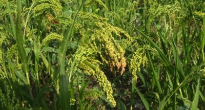 1605041468_sorgo_aleppskoe