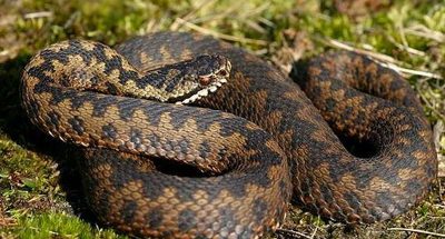 19511076-469273726773640-2758753788612901547-n-f5