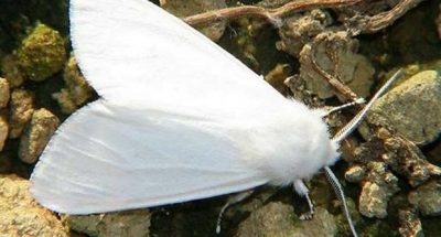 9aea8efd70cc2e96ece60ca54c398aa1_h464