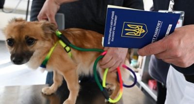 peremishhennya-tvaryn