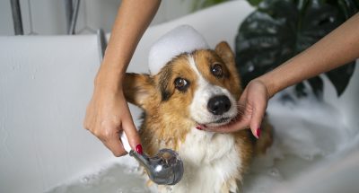 washing-pet-dog-home