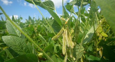 Much of Mississippi’s soybean crop was planted early, allowing it to avoid many late-season threats from disease and insects. These soybeans were growing July 25, 2017 on the Mississippi State University R.R. Foil Plant Science Research Center in Starkville, Mississippi. (Photo by MSU Extension Service/Kevin Hudson)
