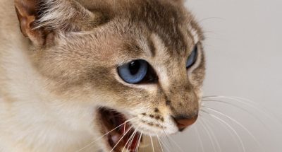 3038250-u-gorodotskiy-gromadi-zafiksuvali-skaz-u-domashnih-tvarin