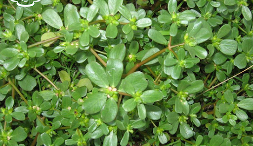 Портулак городній 8