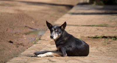 A black dog lying on a sunny sidewalk, gazing at the camera