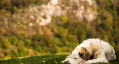 A cute fluffy shepherd dog lying on green grass with rocky mountains in the background
