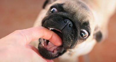 k-chemu-snitsya-ukus-sobaki-za-ruku-tolkovanie-sna