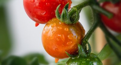 A vertical shot of ripe and unripe cherry tomatoes on a branch