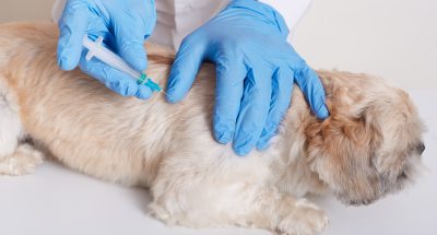 Veterinarian in latex loves dong injection for dog, vet holds syringe in hands, dog lying on table, puppy needs vaccination, domestic animal in veterinary clinic.