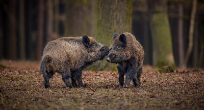wild-boar-in-the-nature-habitat-dangerous-animal-in-the-forest-czech-republic-nature-sus-scrofa_475641-543