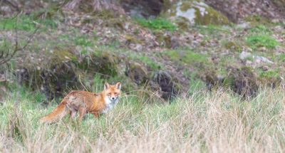 selective-focus-shot-fox-distance-while-looking-towards-camera-sweden_181624-17015