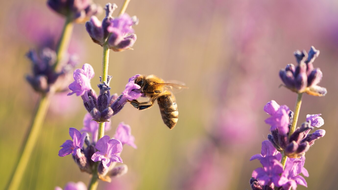 bee-beautiful-lavender-flower_23-2149555242