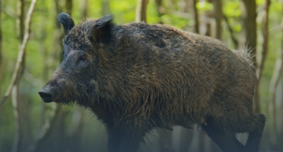 67ab513f81684005633833